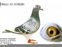 Belg-12-3158281
